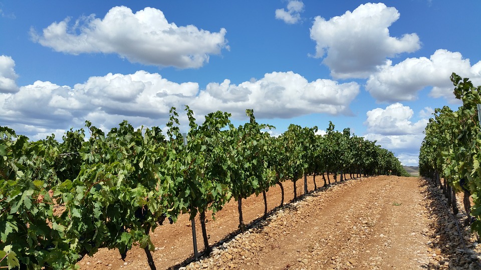 La Rioja concederá préstamos bonificados a agricultores y ganaderos afectados por la sequía