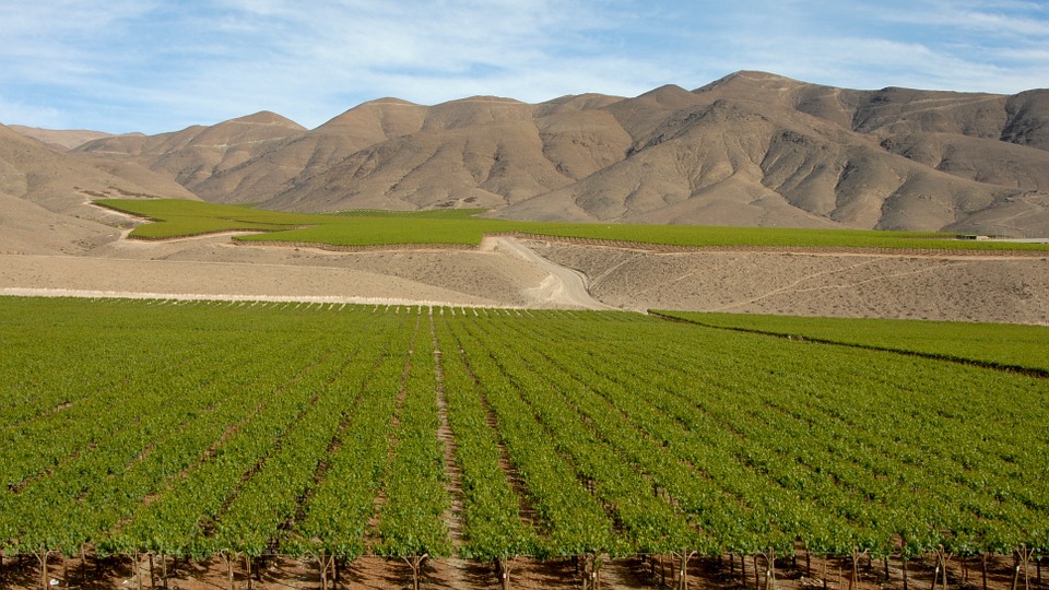 Chile sube el volumen de las exportaciones de vino en lo que va de año pero no el valor 1