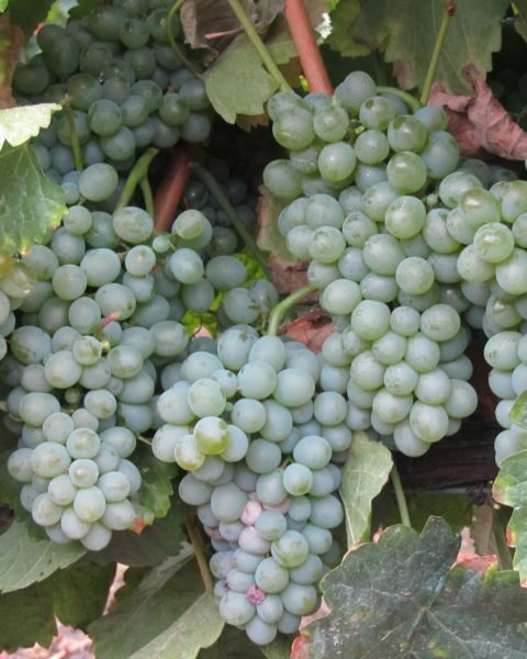 Hablando de vinos y uvas: ‘La Godello’ (24) 5
