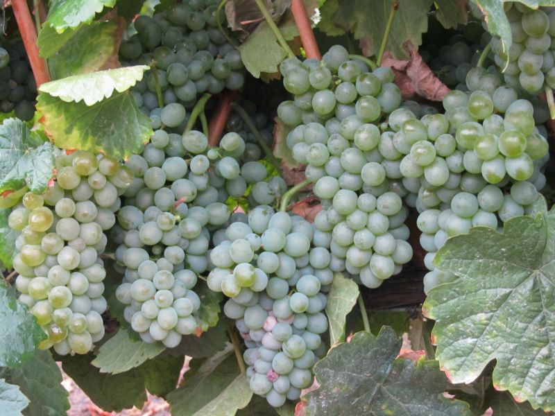 Hablando de vinos y uvas: ‘La Godello’ (24)