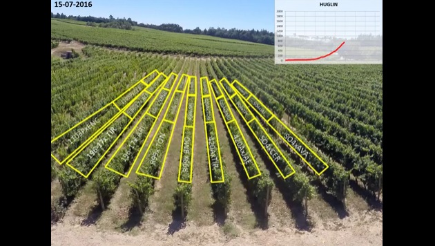 Vídeo time-lapse del ciclo de vida de la uva en 2016 del viñedo Quinta dos Carvalhais 1
