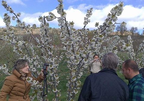 Comienza la floración de los cerezos en el Valle de Caderechas 1