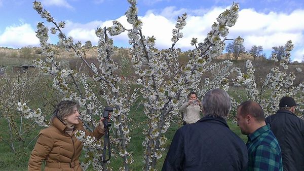 Comienza la floración de los cerezos en el Valle de Caderechas 1