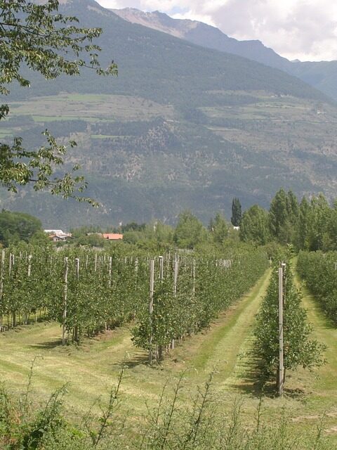 El fallecimiento de una mujer clasificadora de uvas pone a la luz las condiciones de esclavitud en el viñedo italiano 1