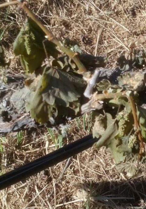 La Xunta aporta 1,4 millones de euros para la replantación de viñedos con prioridad para los afectados por las heladas y provoca el enojo de los viticultores 2