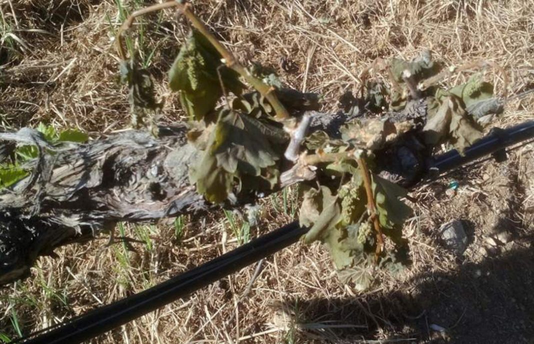 La Xunta aporta 1,4 millones de euros para la replantación de viñedos con prioridad para los afectados por las heladas y provoca el enojo de los viticultores 2