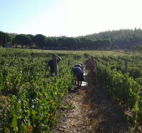 Agrupación de Defensa Vegetal (ADV) de la DO Empordà para promover una viticultura más sostenible 1