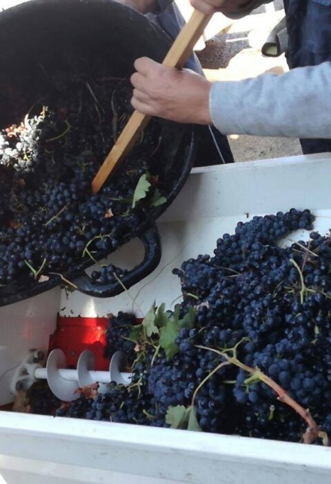 Asistimos a la elaboración de vino tinto en Rueda 4