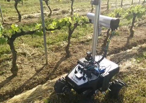 Experimentan en un viñedo portugués con un nuevo robot que aumenta la productividad de los viticultores 1