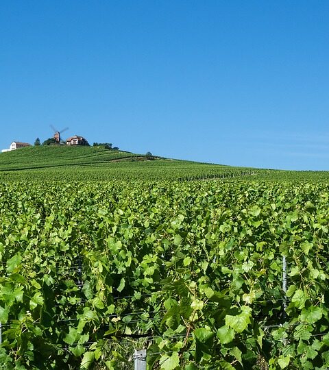 5 de las rutas del vino más populares de Francia 1