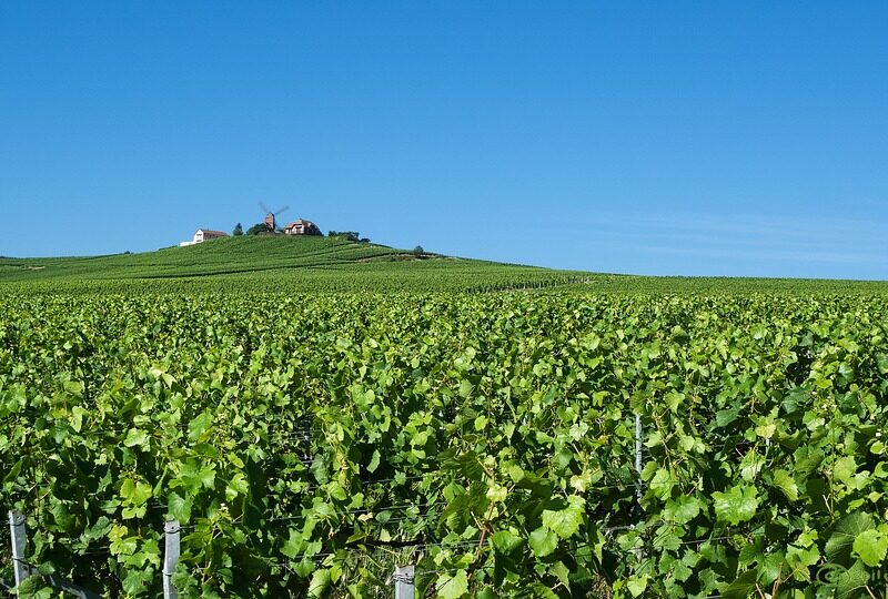 5 de las rutas del vino más populares de Francia 1
