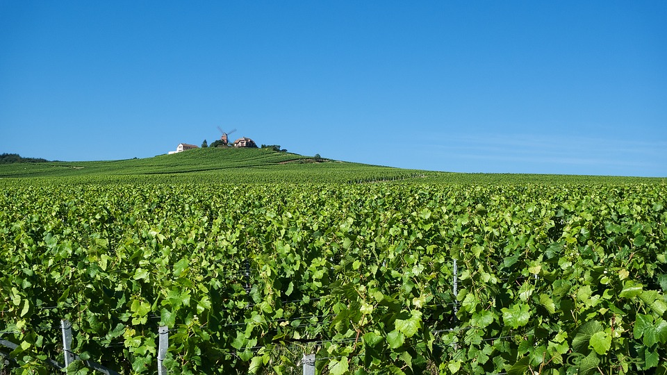 5 de las rutas del vino más populares de Francia