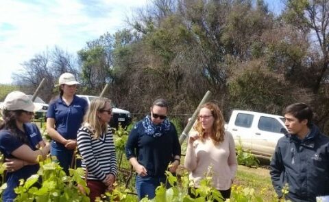 Consorcio I+D de Vinos de Chile organizó interesante taller sobre recuperación de viñedos tras incendios forestales 1