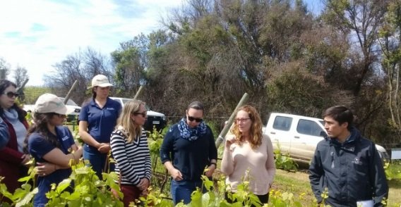 Consorcio I+D de Vinos de Chile organizó interesante taller sobre recuperación de viñedos tras incendios forestales