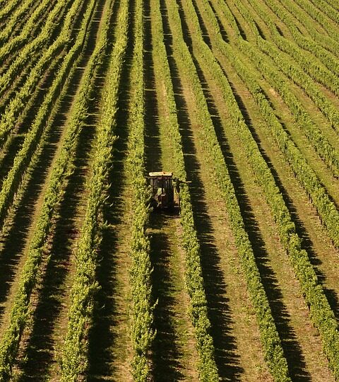 La falta de mano de obra en el sector vinícola en Nueva Zelanda amenaza crisis 1