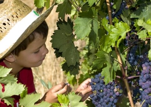 La Ruta del Vino Ribera del Duero crece y diversifica su oferta 1