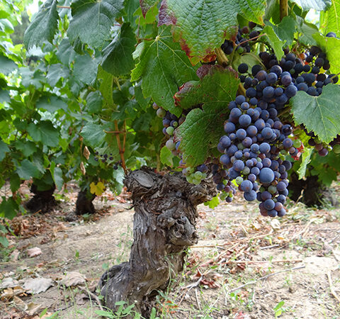 Andes Wines incluye a España en estrategias para impulsar proyectos entorno al Cambio Climático en la Agricultura 1