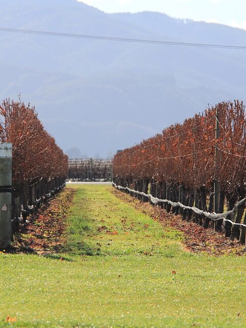 Los productores de uva de Marlborough esperan una cosecha temprana gracias a la magnífica primavera 1